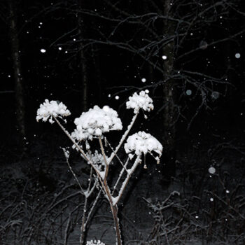ANDROIDS IN THE WOODS . VIDEO